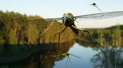 Zastosowanie olejków eterycznych z komarów