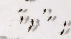 Zastosowanie pułapek na muszki w domu