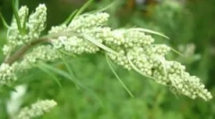 Korzystanie z piormwood z pchli