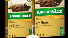 Zastosowanie przewagi narkotykowej (advanda) dla kotów