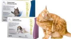 Zastosowanie twierdzy leku dla kotów