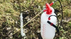 Zastosowanie w ogrodnictwie żelaznego objawienia