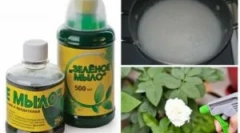 Użycie zielonego mydła z szkodników