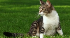 Nabycie potężnego kota