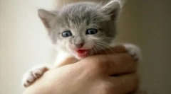 Oswajanie dzikiego kociaka do ręki: przydatne wskazówki i zalecenia