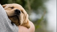 Oswajanie szczeniaka do ręki