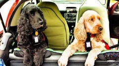 Picie psa do samochodu