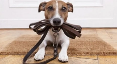 Nauczanie kołnierza, smyczy i pysku