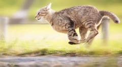 Kolekcja kota do pseudonimu