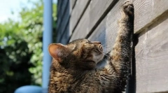 Nauczanie kota do kogttechki