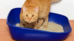 Nauczanie kota do toalety