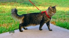 Przyzwyczajony kot do chodzenia po smyczy
