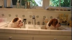 Szczeniak nauczania szczeniaka