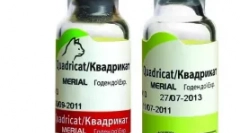 Szczepienie kota dla kotów - ochrona ukochanego zwierzaka z niebezpiecznej choroby wirusa