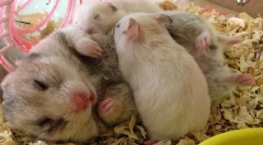 Znaki ciąży w chomiku, porodzie i opiece