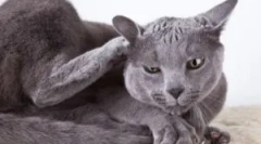 Znaki pcheł w kotach, jak wygląda i co przynieść