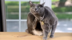 Oznaki pcheł przy kota i jak wyglądają