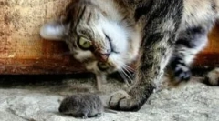 Znaki i rasy mobilnych kotów