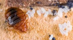 Znaki obecności błędów w mieszkaniu