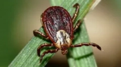 Znaki gryzienia i chorób kleszczy