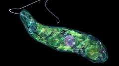 Znaki żywych organizmów