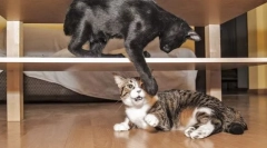 Problem zachowanie kotów