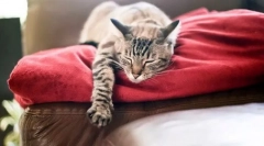 Problemy z nocnym łóżkiem