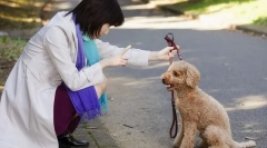 Problemy z zachowaniem psem