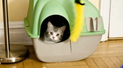 Kot przełamuje miejsce