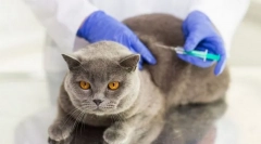 Zapobieganie i szczepienia dla kota