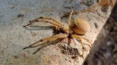 Pochodzenie artropod