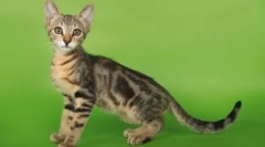 Pochodzenie i gniazdo