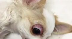 Wspieranie gałki ocznej: jakie psy wypalają