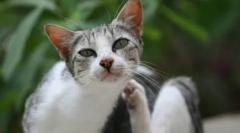 Medycyna przeciwporozumienia odektynowa