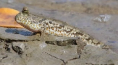 Skoczek lub uprawiany