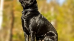 Pet-brabanson (zdjęcie): dumne dziecko z szeroką duszą i zabawnym charakterem