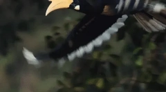 Rhino bird - farmer las