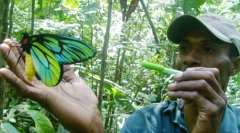 Królowa blue królowa alexandra