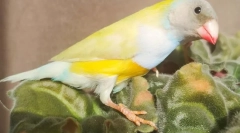 Amadiny ptaki, opis, typy, opieka i treść