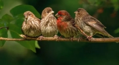 Ptaki. Budynek i funkcje