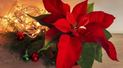 Puancety (gwiazda świąteczna)