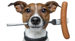 Purin van dla psów: zrównoważona gospodarka