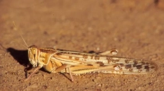 Opuszczona szarańcza