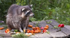 Rocking szopa w przyrodzie i w domu