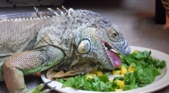Dieta iguana w przyrodzie i w domu