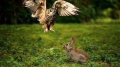 Dieta sowy w przyrodzie i w domu