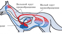 Zaburzenia krążenia i gruczoły limfatyczne