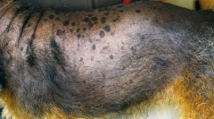 Zaburzenia gruczołów nadnerczy