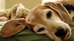 Zaburzenia gruczołu parachitoidalnego