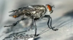 Rośliny i środki zaradcze, które przestraszają muchy